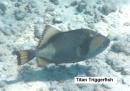 Titan Triggerfish